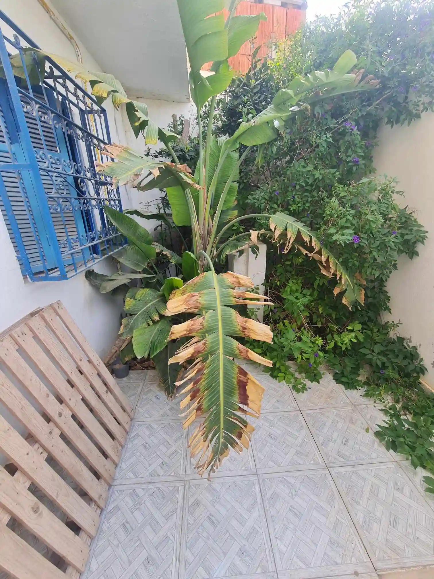 Studio s Plus 1 a el Hammamet Wb4156 à Hammamet - Vue 3