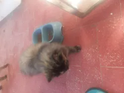 Chat Persan à Sfax Ville