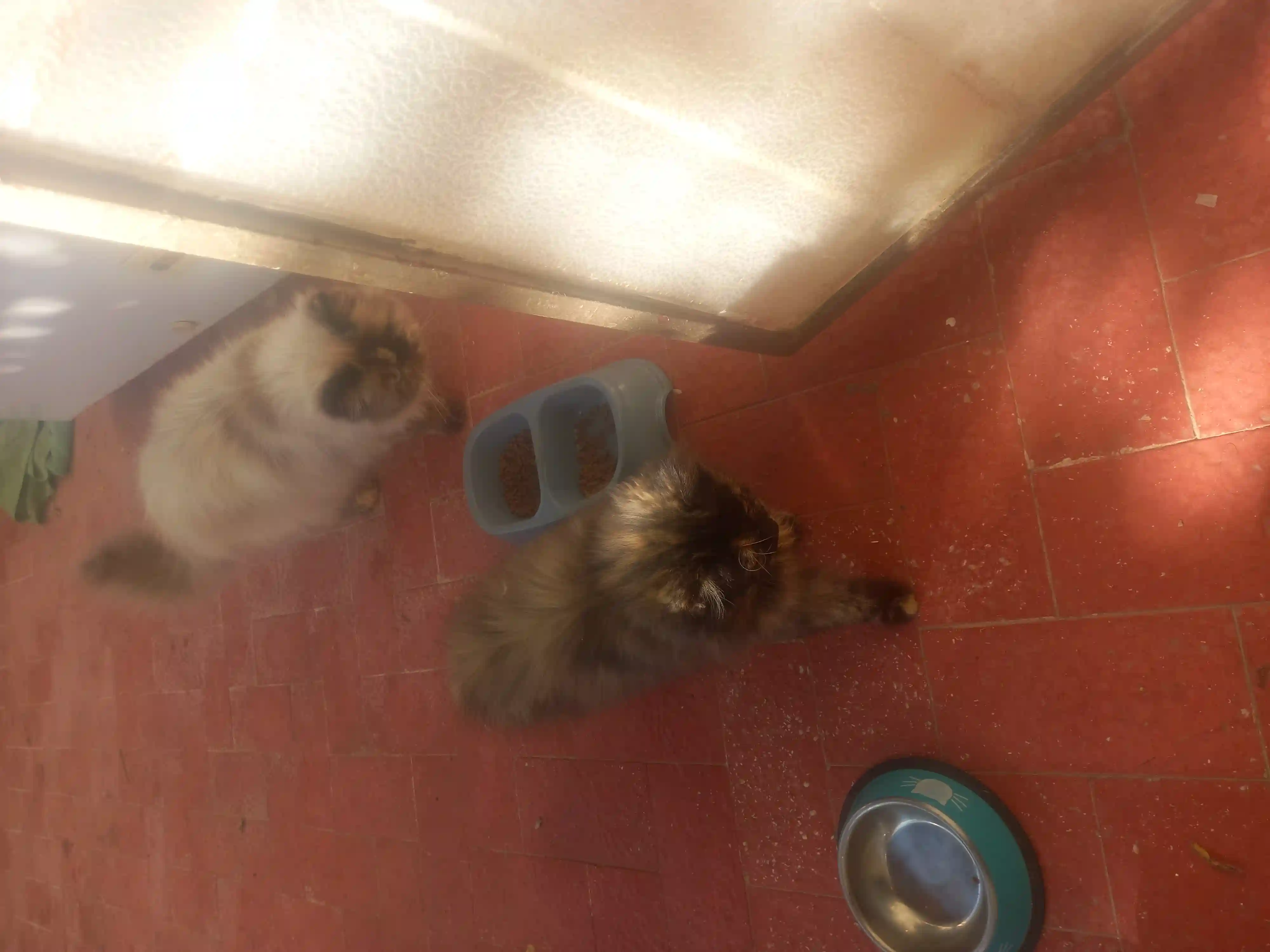 Chat Persan à Sfax Ville - Vue 1