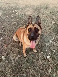 🐕 Chien Malinois à Vendre – Très bon Caractère