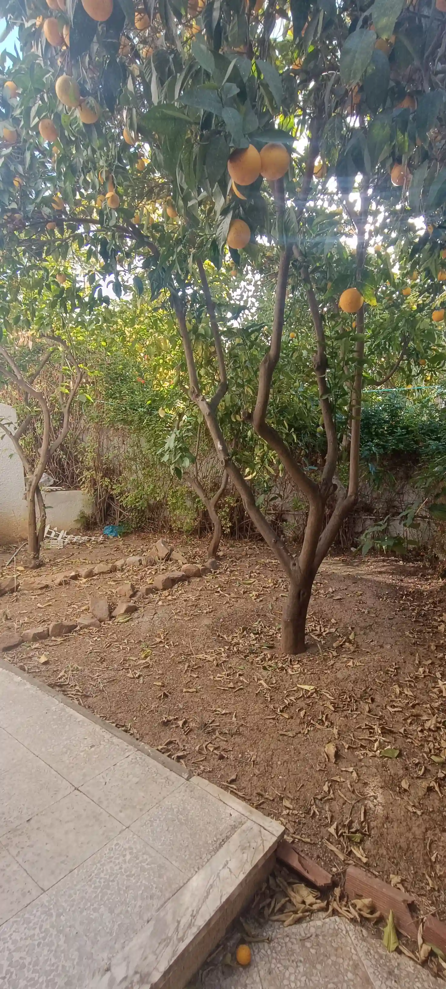 Villa a Menzah 9 a à El Menzah 9 - Vue 4