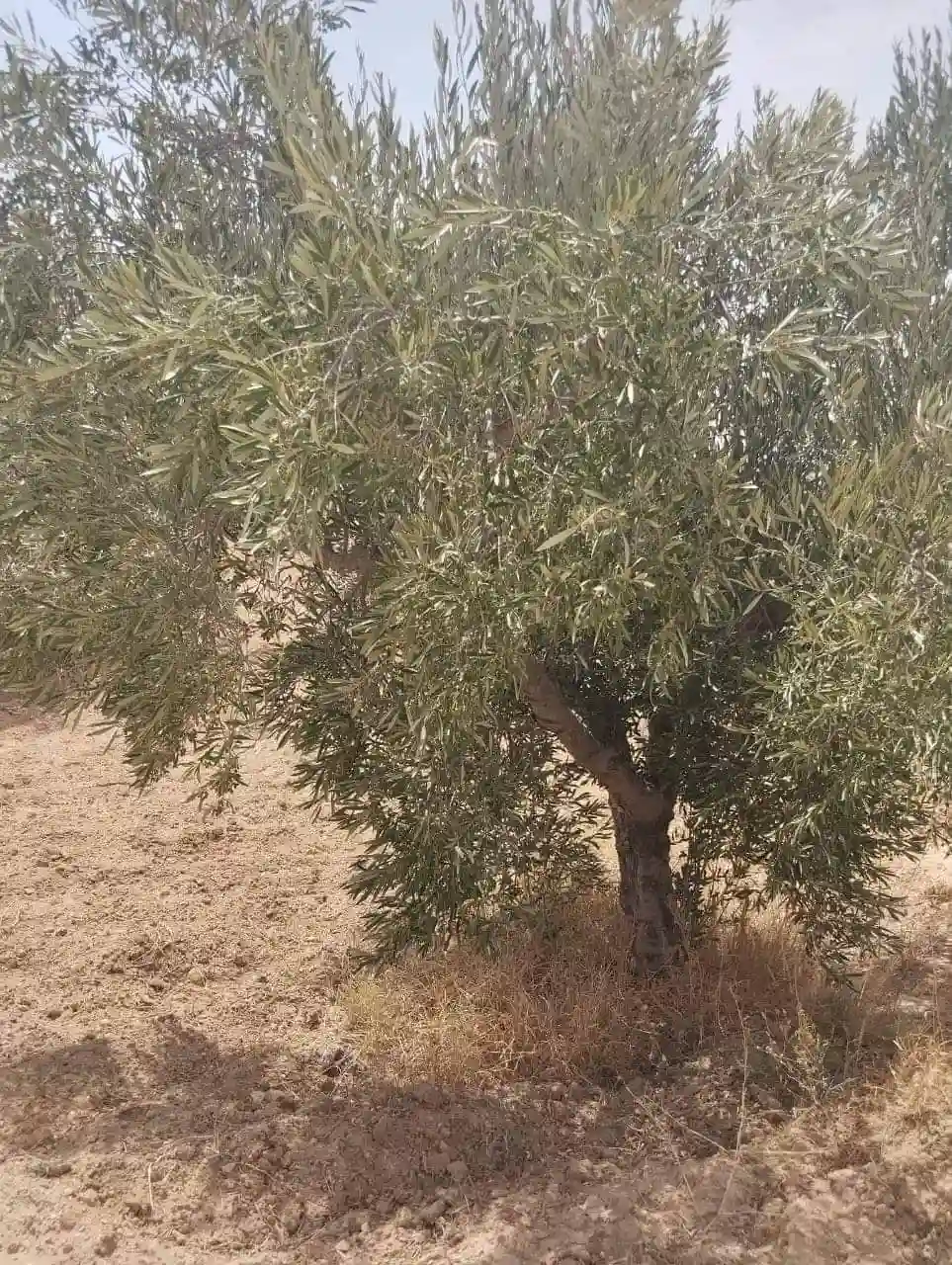 Av Terrain 9000m +120 Oliviers à Zaghouan - Vue 1