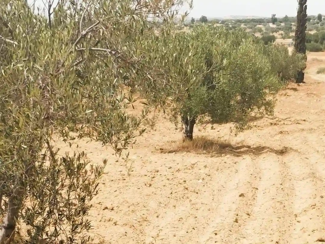 Av Terrain 9000m +120 Oliviers à Zaghouan - Vue 3