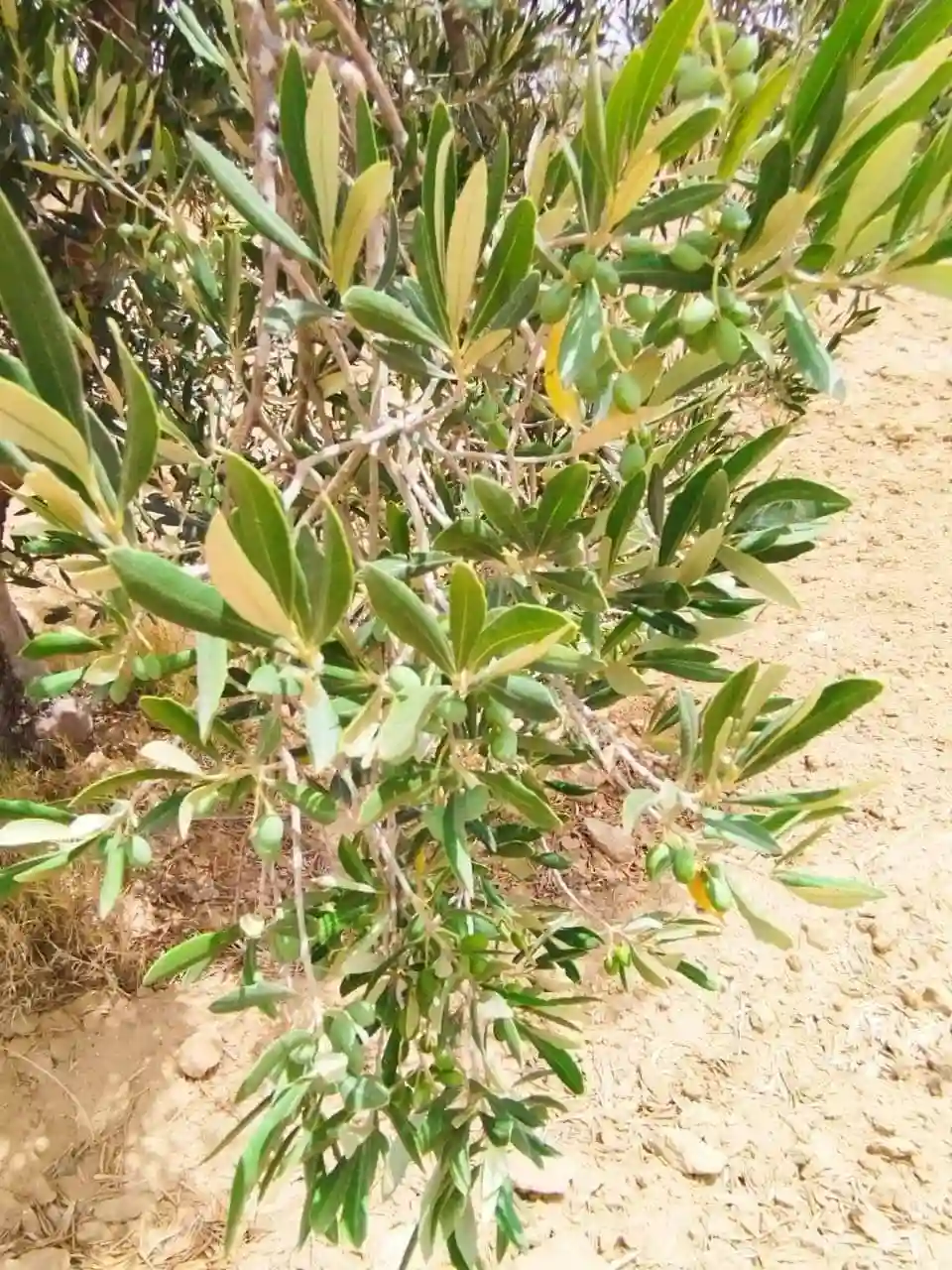 Av Terrain 9000m +120 Oliviers à Zaghouan - Vue 4