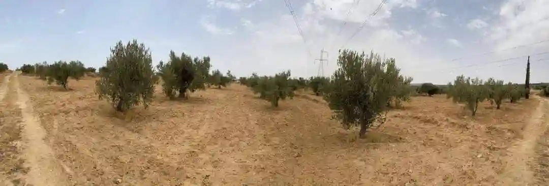 Av Terrain 9000m +120 Oliviers à Zaghouan - Vue 6