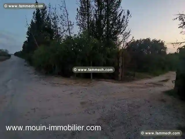 Terrain Sidra 2 Borj Hfaiedh T1218 - Vue 2