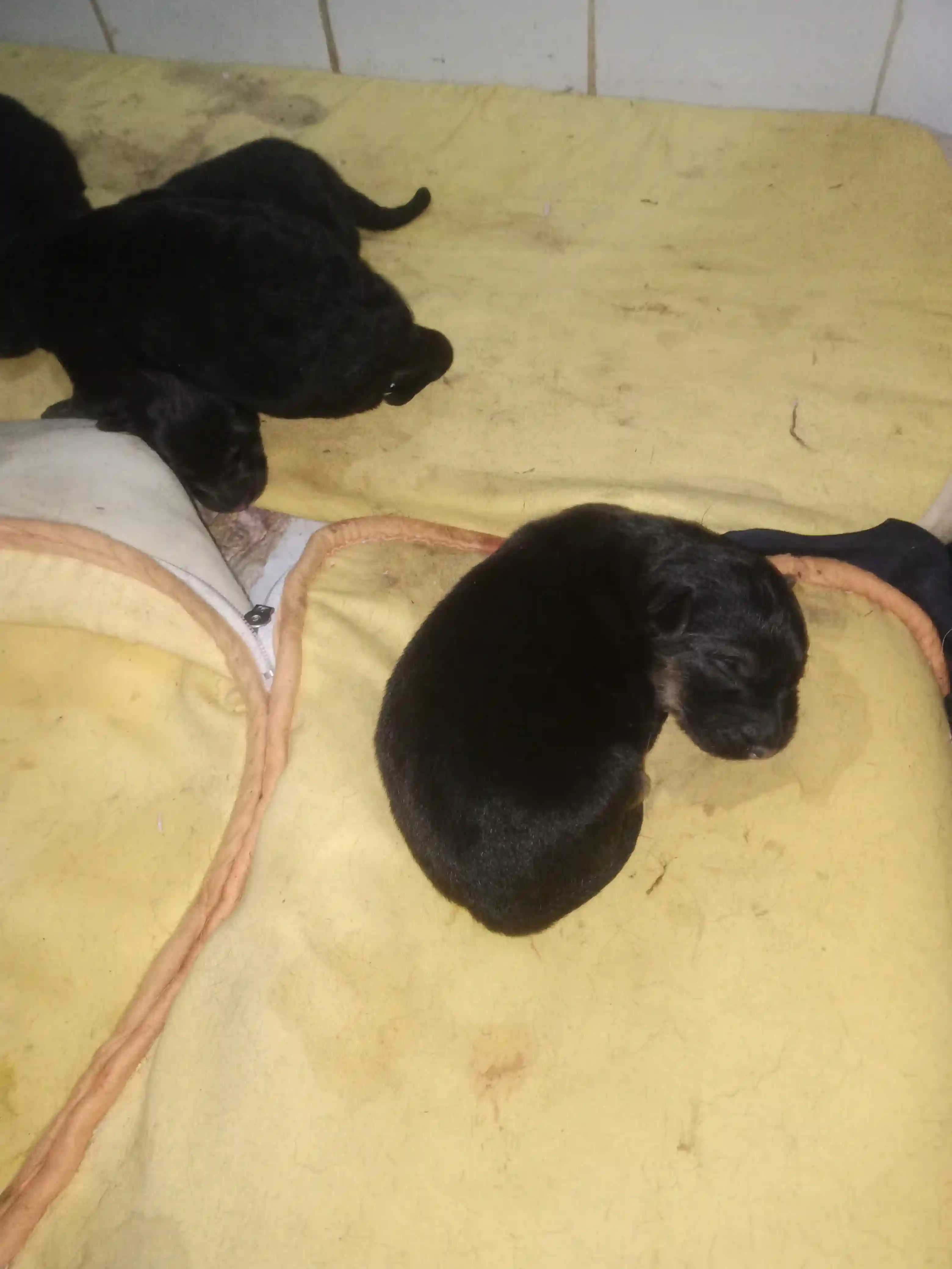 Beau Berger Allemand Noir à Le Bardo - Vue 1