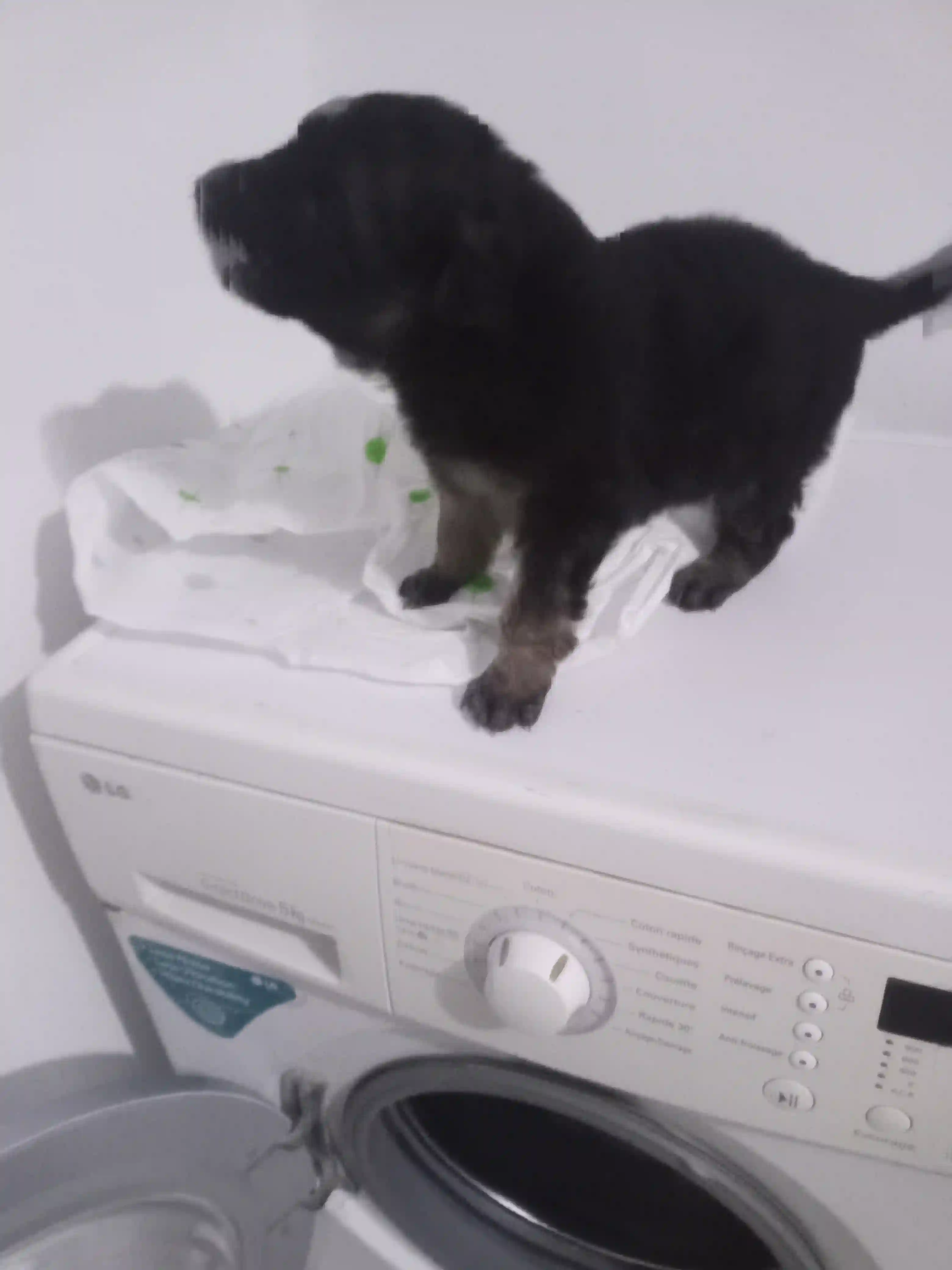 Beau Berger Allemand Noir à Le Bardo - Vue 2