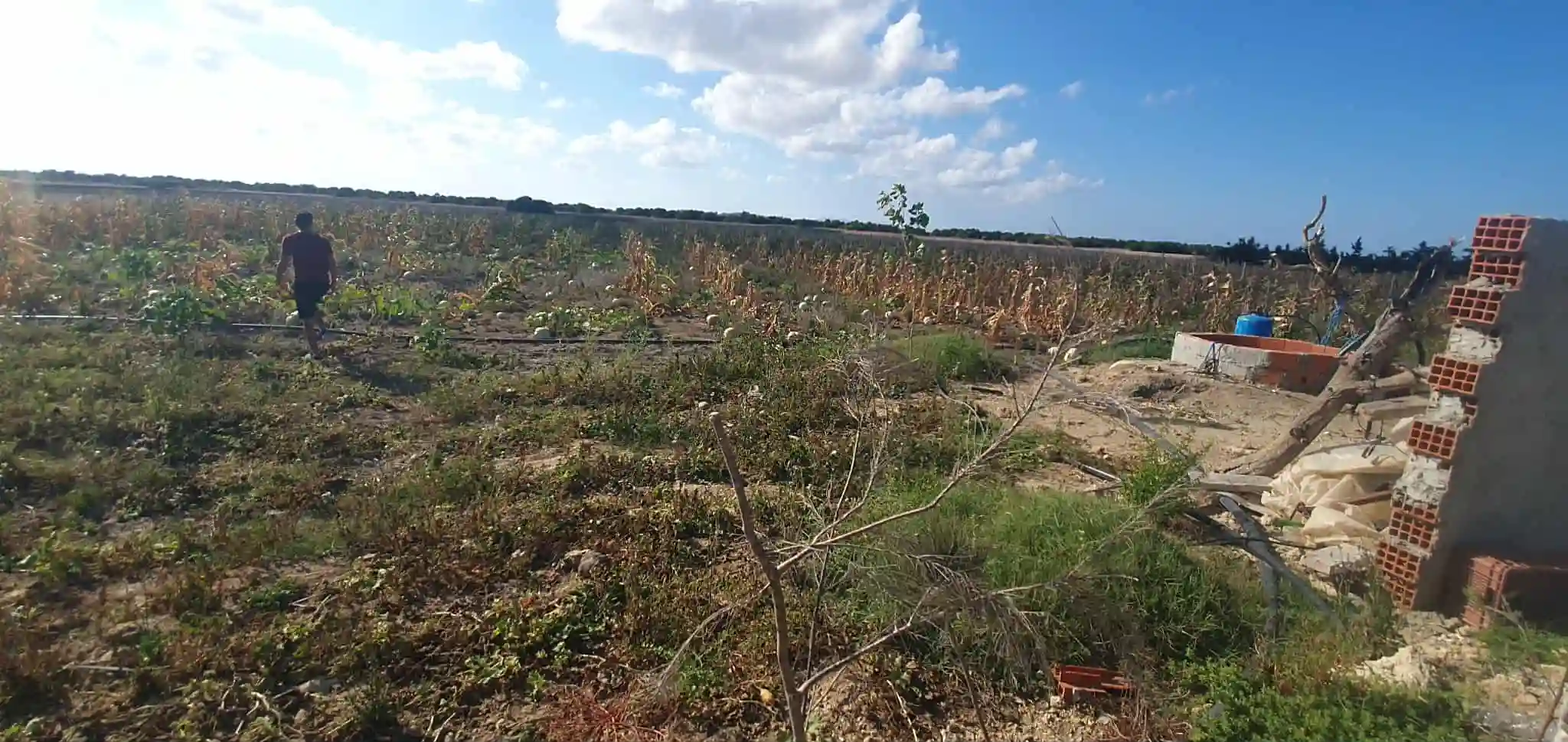 Ferme à Chraf el Haouaria à Charaf - Vue 2