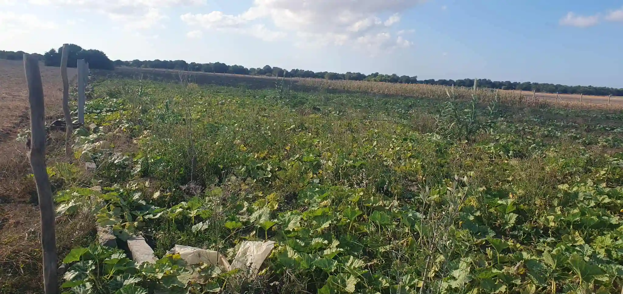 Ferme à Chraf el Haouaria à Charaf - Vue 4