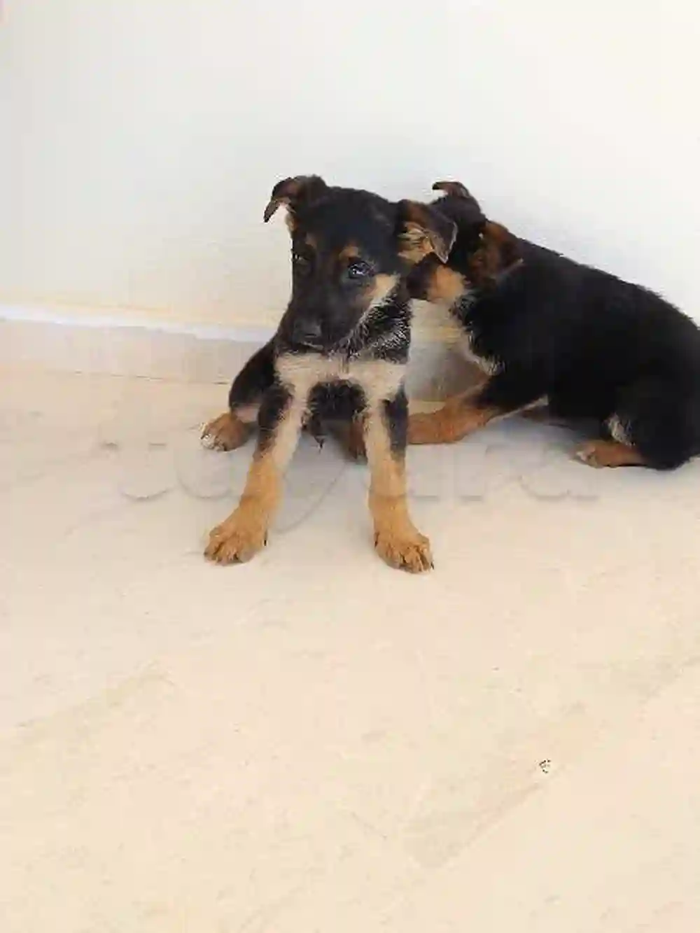 Chiots Berger Allemand – Lignée de Travail - Vue 1