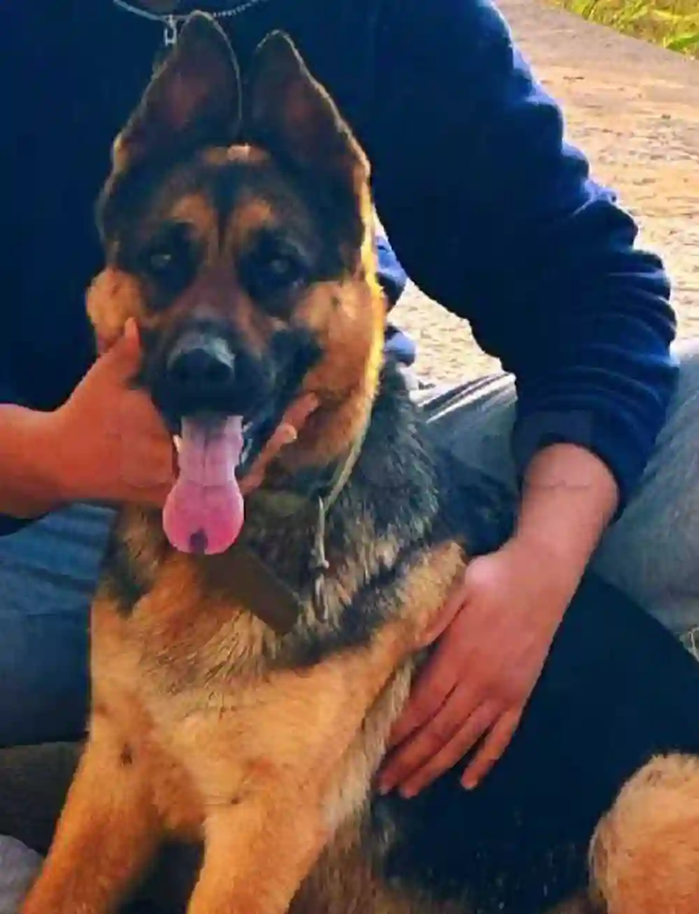 Chiots Berger Allemand – Lignée de Travail - Vue 2