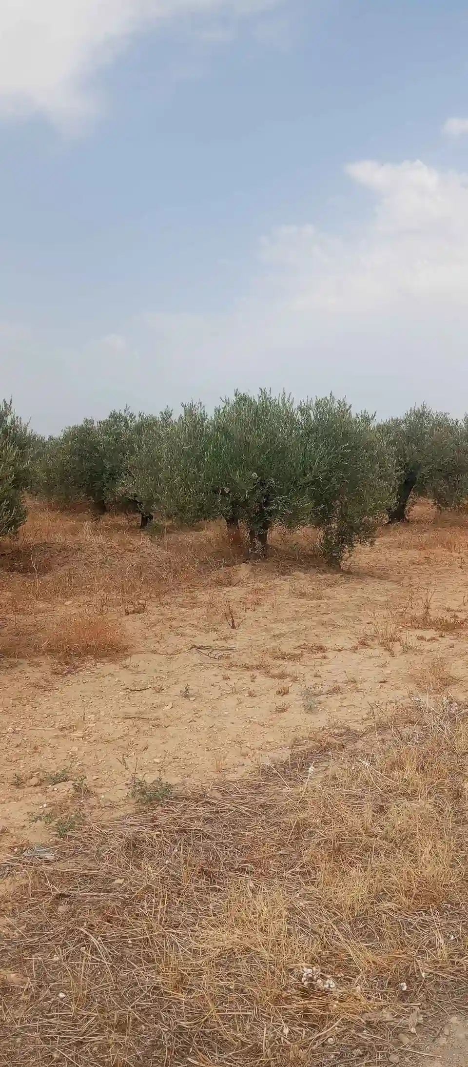 Mornag Prix Important à El Gounna - Vue 1