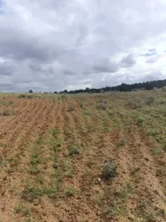 Av 4100m Rote Zriba Zaghouan