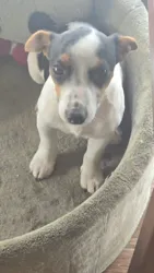 Un Chien Jack Russel à Ariana Ville