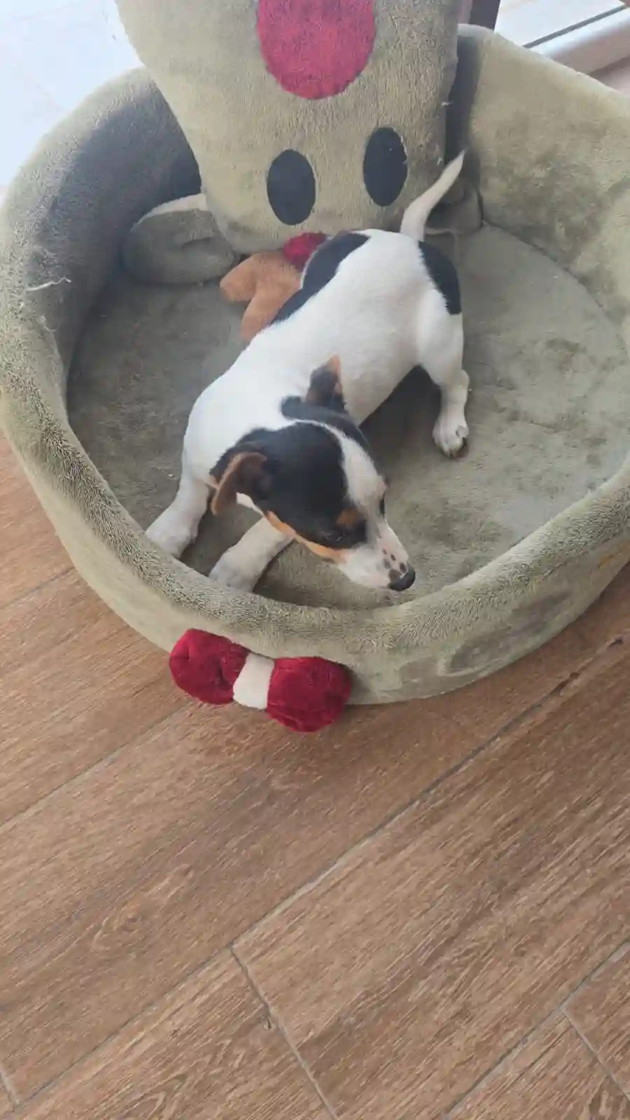 Un Chien Jack Russel à Ariana Ville - Vue 1