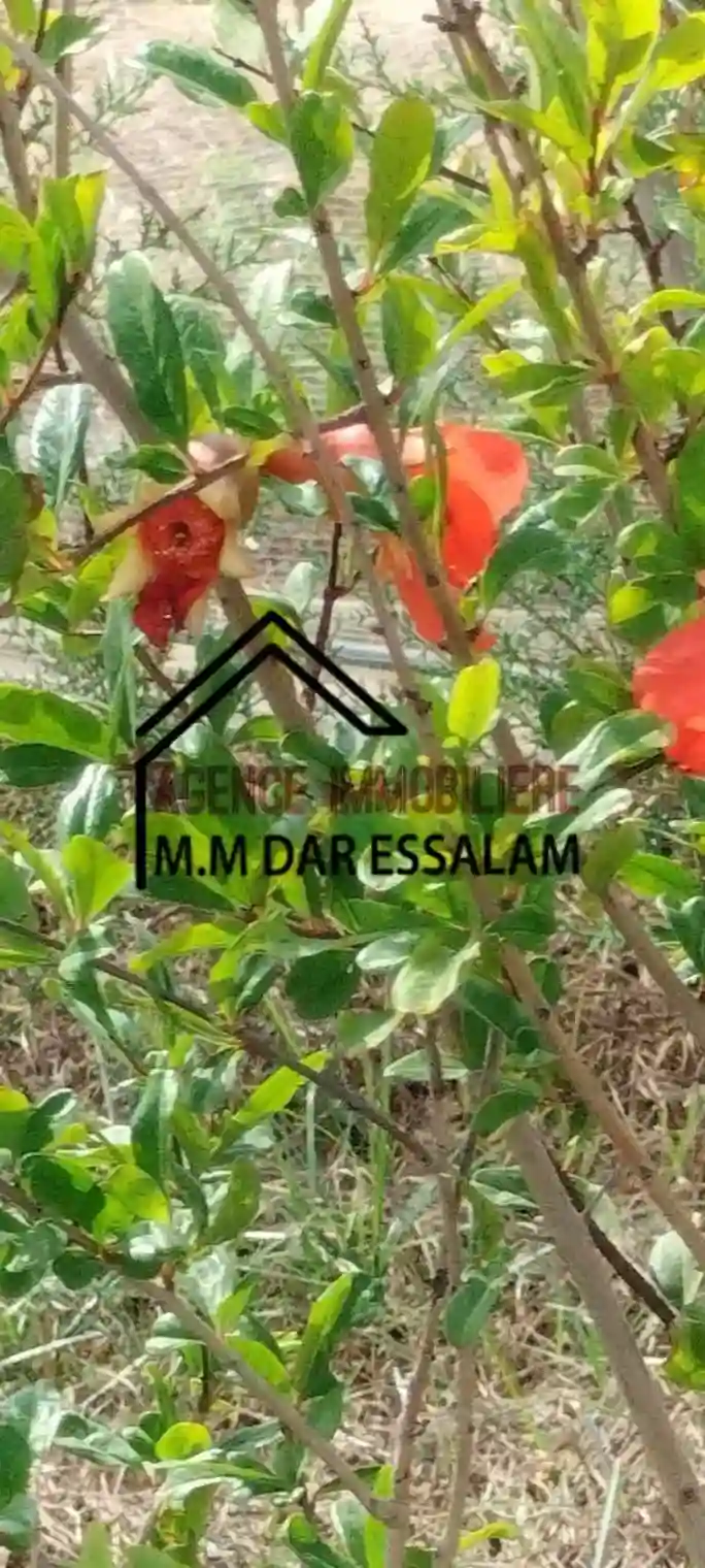 Terrain Agricole Contenant des Arbres - Vue 1