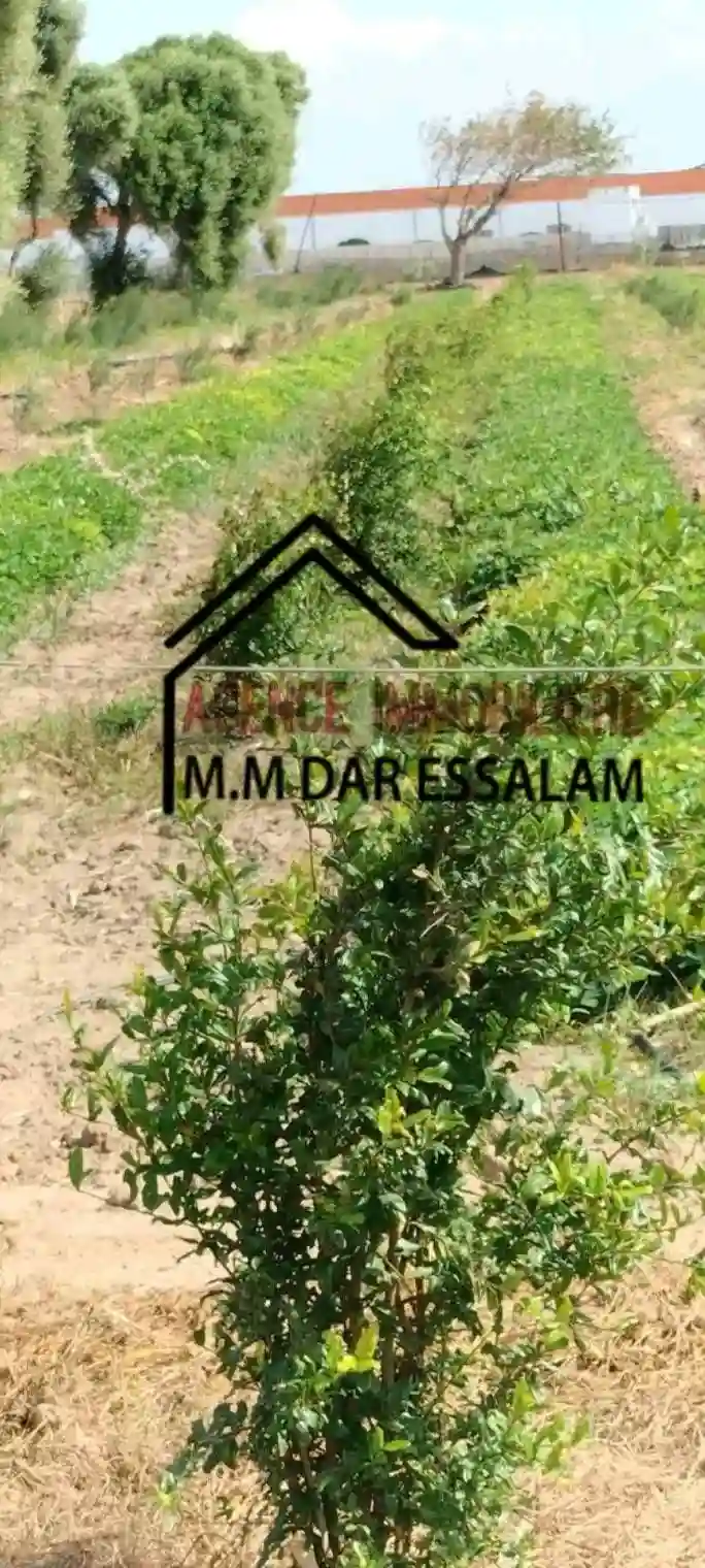 Terrain Agricole Contenant des Arbres - Vue 5