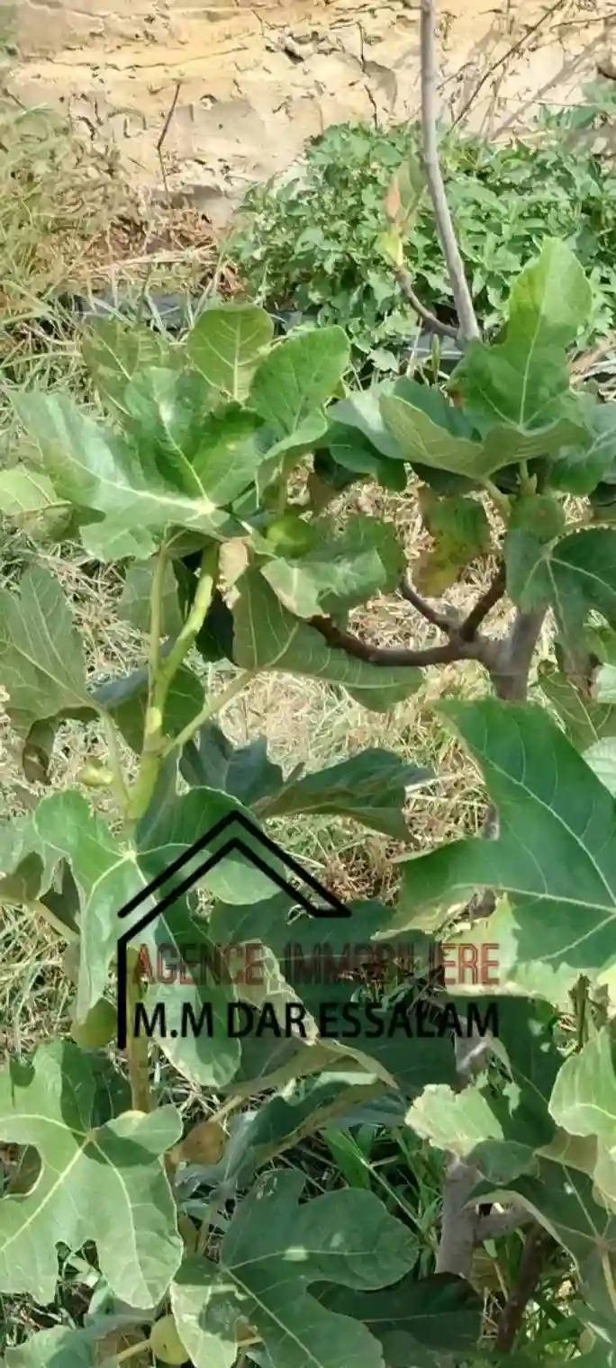 Terrain Agricole Contenant des Arbres - Vue 7