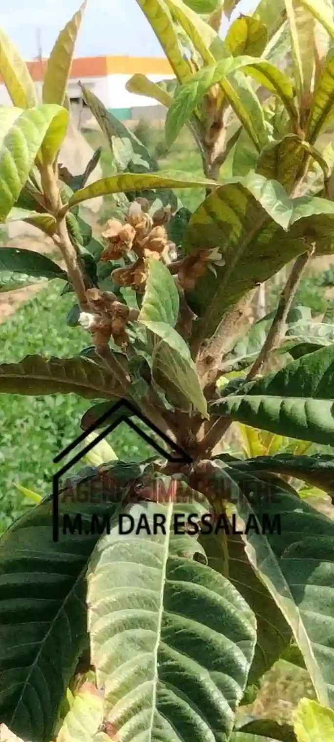 Terrain Agricole Contenant des Arbres - Vue 8