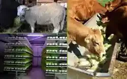 Partenariat Projets à Ras Jebel