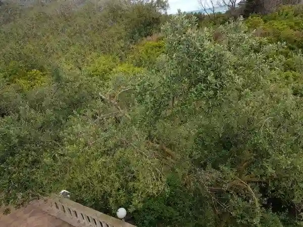 Maison de Campagne 5000 m² ras Jebel - Vue 5