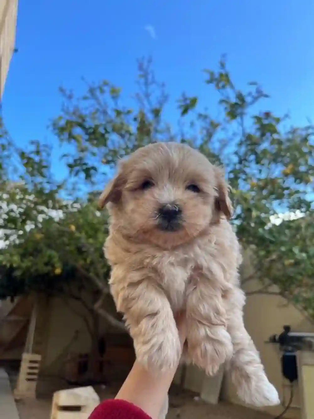 Chiot Caniche - Vue 1