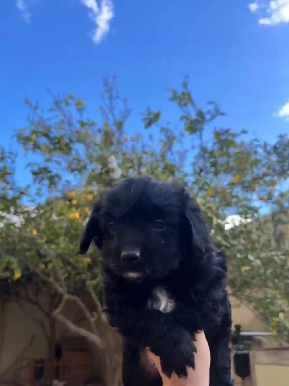 Chiot Caniche - Vue 2