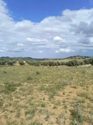 أرض للبيع 4100م بها زيتون طريق الزريبة زغوان