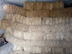 260 Bala Tben Beja à Beja Nord