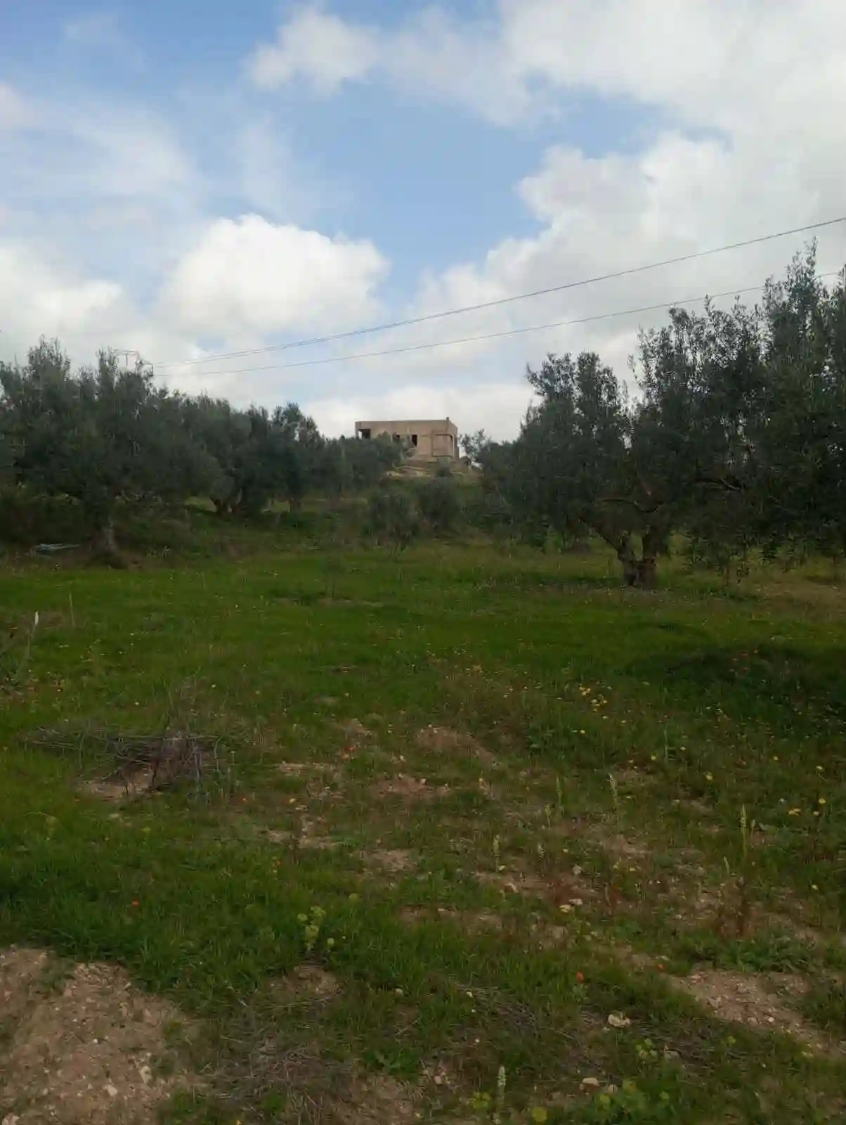 Av Terrain de 9000m +120 Oliviers à Zaghouen - Vue 1