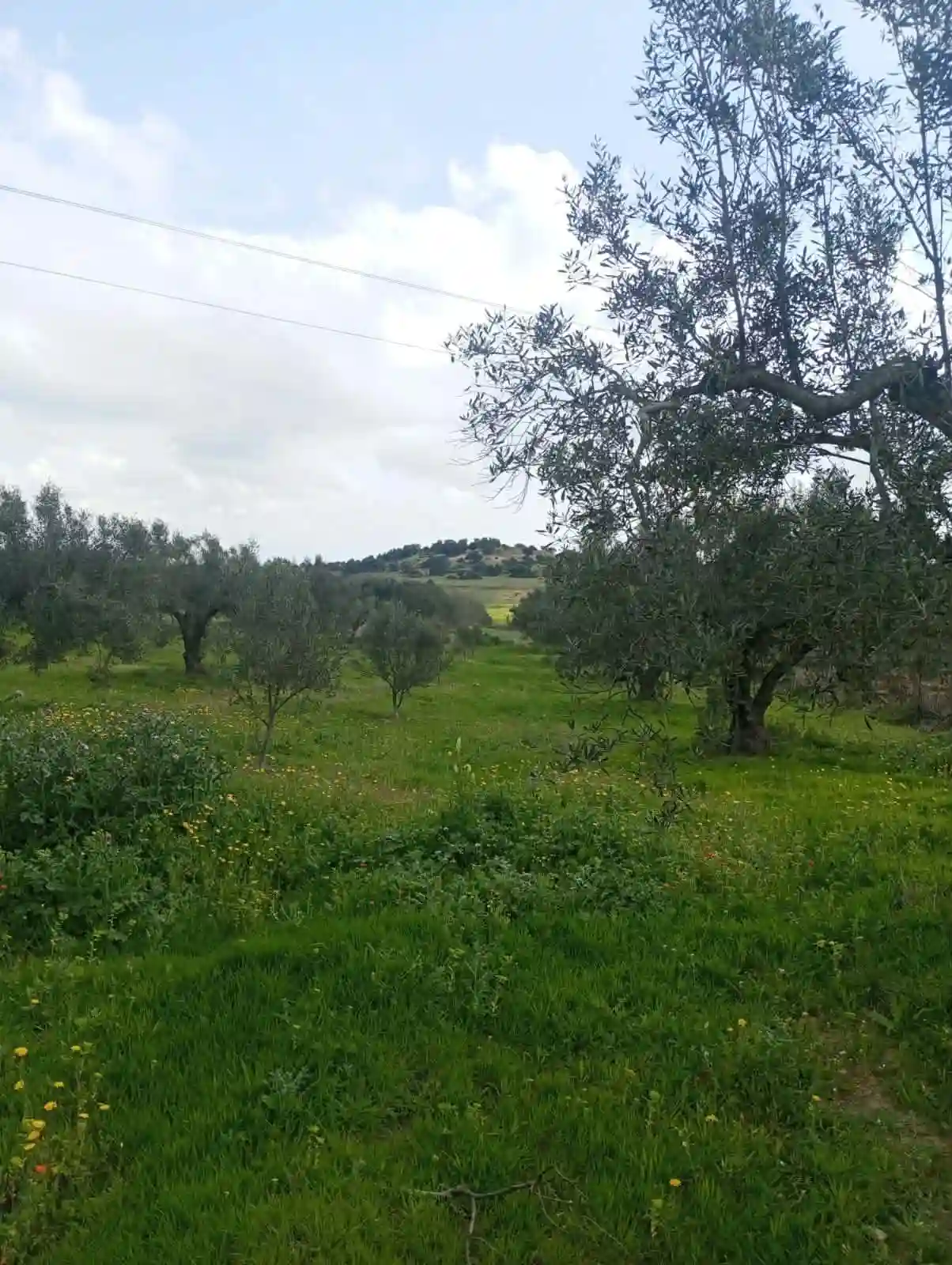 Av Terrain de 9000m +120 Oliviers à Zaghouen - Vue 2