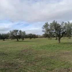 Bonne Affaire Terrain 290m à 5mins de Yasmine Hammamet