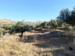 Terrain de 1 Hectare à Sidi Thabet Jabbes à Sidi Thabet