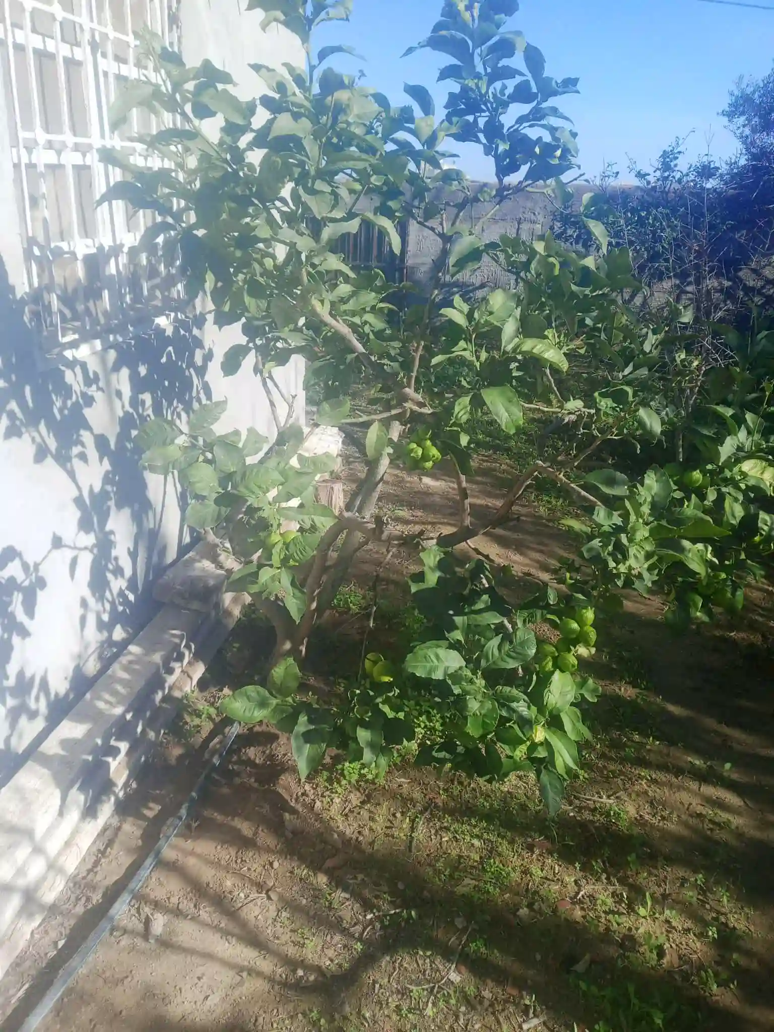 Maison a Kelibia Opportunité a ne pas Raté à Dar Allouche - Vue 4